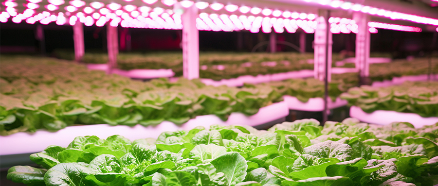 精彩纷呈 | 伟德国际1949高光量子效率植物光照用LED