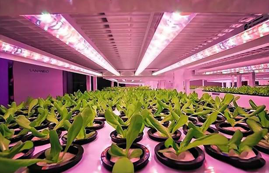 伟德国际1949植物照明LED：中小功率红光方案，超高性价比之选！